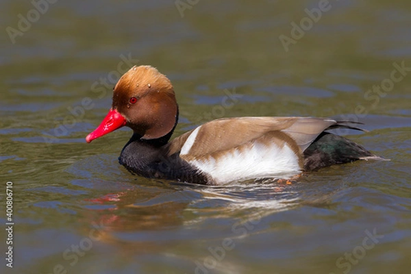 Fototapeta Krooneend, Red-crested Pochard, Netta rufina