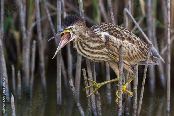 Fototapeta Woudaap; Little Bittern; Ixobrychus minutus