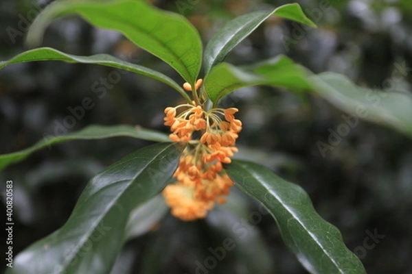 Obraz 金木犀part 2