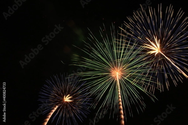 Obraz 闇夜にさく綿毛