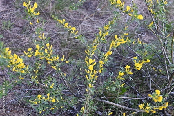 Obraz forest flowers