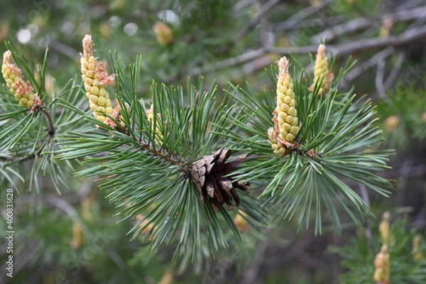 Obraz cones on a coniferous tree
