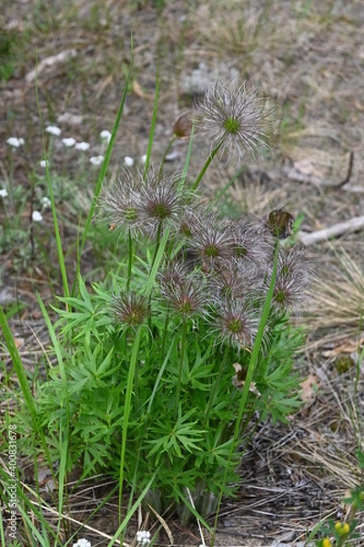 Obraz forest flowers