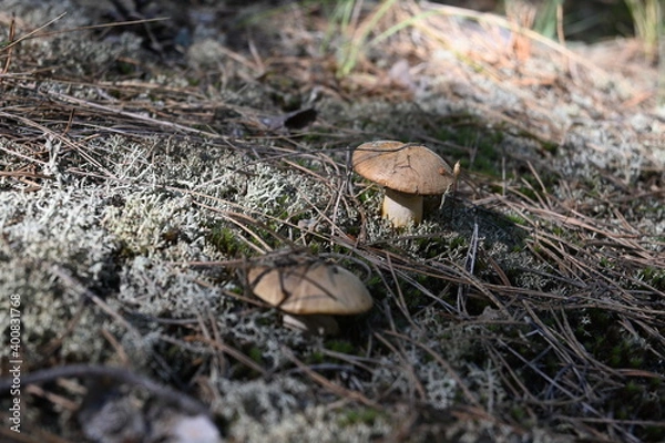 Obraz mushrooms
