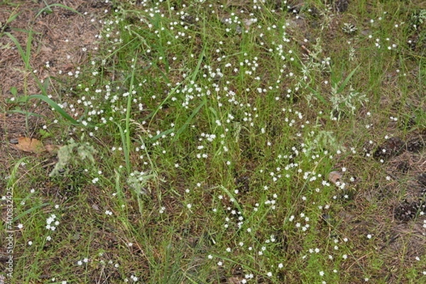 Obraz forest flowers