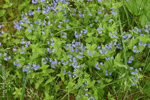 Obraz forest flowers
