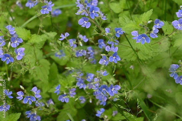 Obraz forest flowers