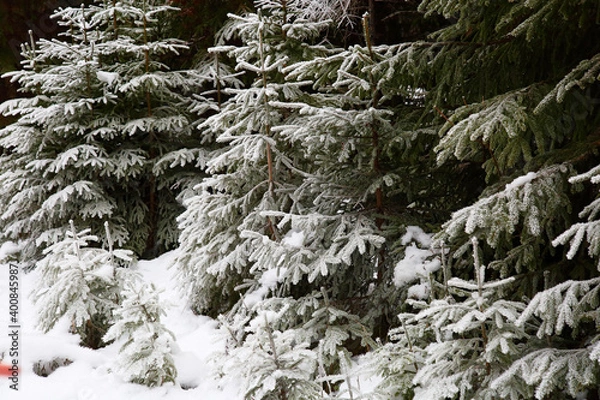 Fototapeta Trees under snow