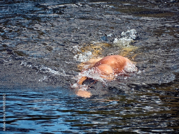 Fototapeta Man swims freestyle in open water on the river in summer