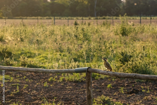 Fototapeta A woodpecker perched on a wood of a gate at sunset