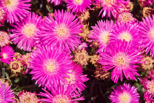 Fototapeta Closeup of purple flowers - full frame - texture