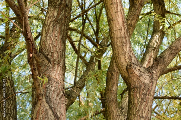 Fototapeta плакучая ива