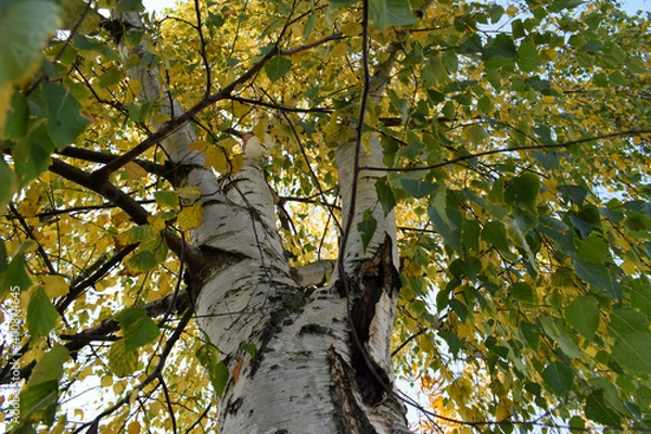Obraz tree in the park
