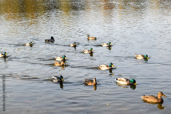 Obraz ducks in the lake