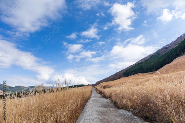 Obraz 仙石原すすき草原、人道