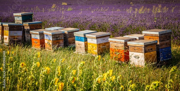 Obraz Colourful beehives in a blooming lavender field in Provence, France