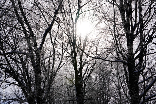 Obraz Ice covered trees