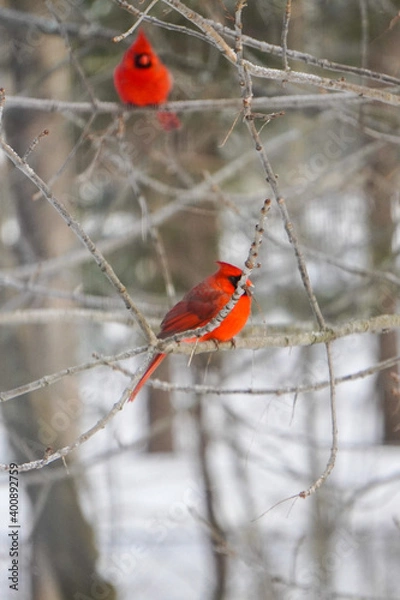 Obraz cardinal in winter