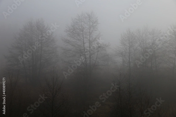 Fototapeta fog in the forest