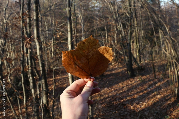 Obraz hand holding autumn leaf
