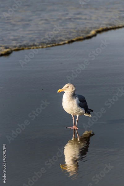 Fototapeta Gull walking at the tideline on a sunny day, reflection on wet sand, Ocean Shores, Washington State
