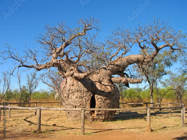 Fototapeta Bottle Tree