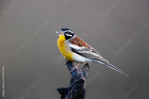 Obraz yellow wagtail on a branch