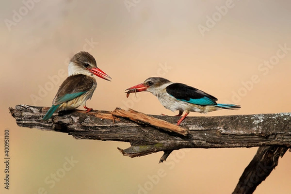 Obraz red billed hornbill