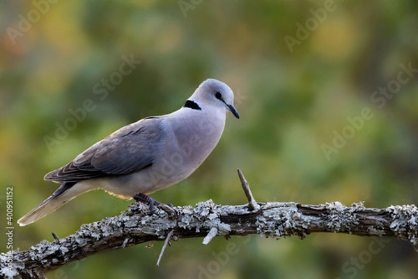 Obraz white dove perched on a branch