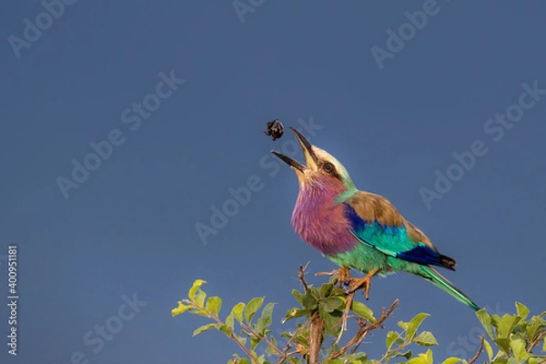 Obraz bird on the sky