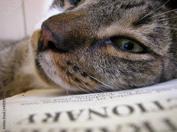 Fototapeta smart cat