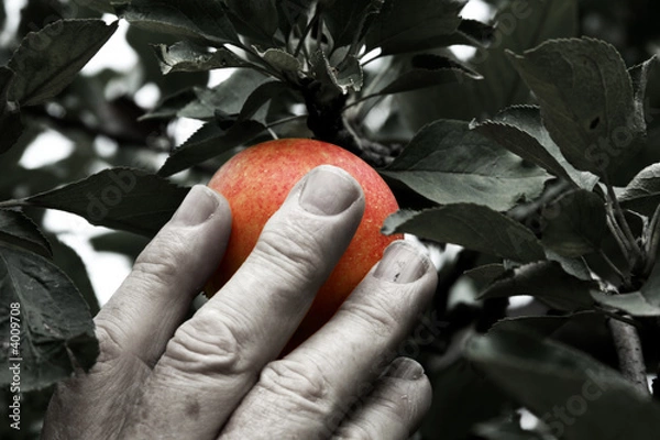 Fototapeta Apple picking