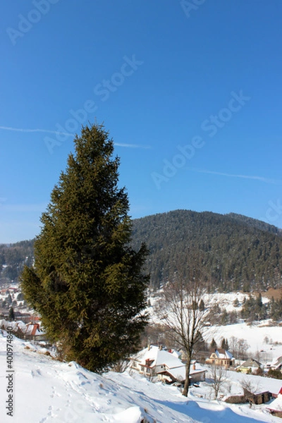 Fototapeta Coniferous tree and winter country