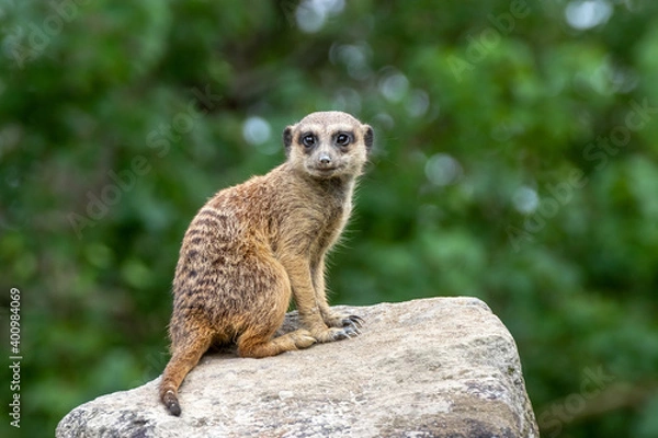 Fototapeta ミーアキャットのポートレート