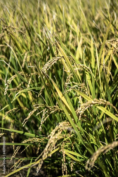 Obraz 稲穂　秋のイメージ