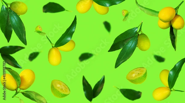 Obraz Fresh kumquat levitation with leaves falling in the air. Cut and whole kumquat isolated on green background. Food levitation concept. selective focus