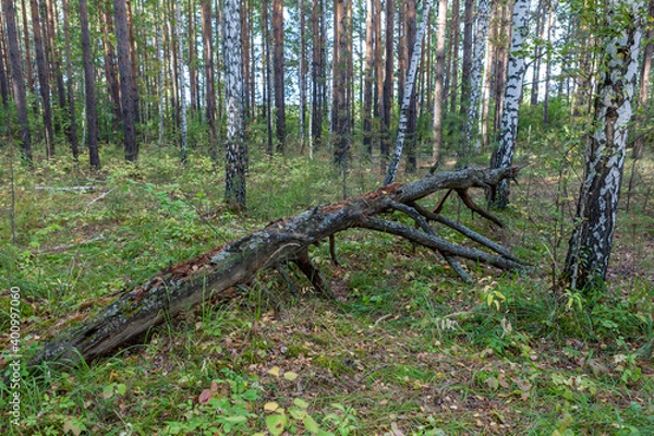 Fototapeta An old, dry, fallen tree in a pine forest