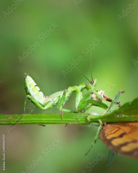 Fototapeta Close up view of green mantis eating butterfly on branches