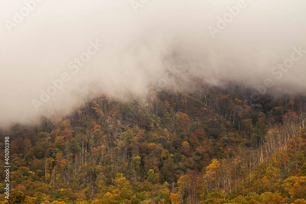 Fototapeta fog in the forest
