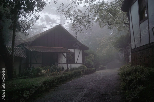 Fototapeta morning in the forest