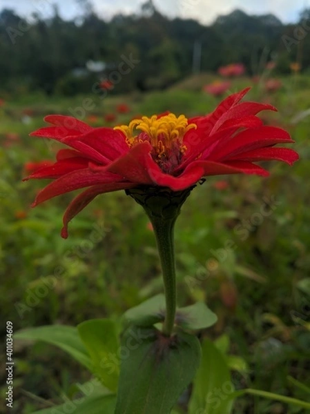 Obraz red poppy flower