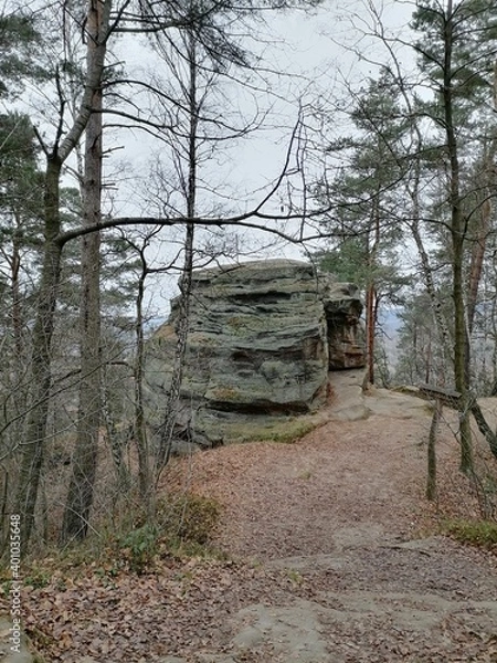 Fototapeta path in the forest