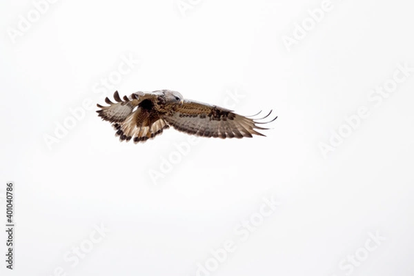 Fototapeta A rough-legged buzzard hovering in search for prey