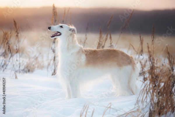 Obraz Portrait of Young and beautiful russian borzoi dog or wolfhound standing on the snow in the field in winter at sunset