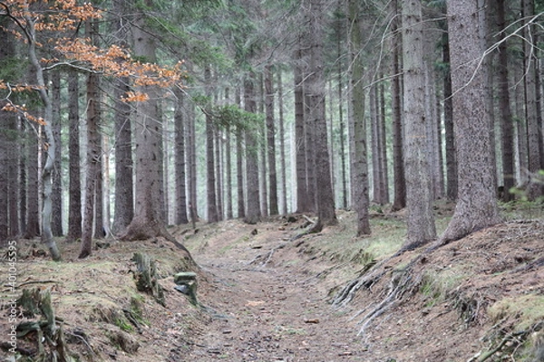 Fototapeta las suchy