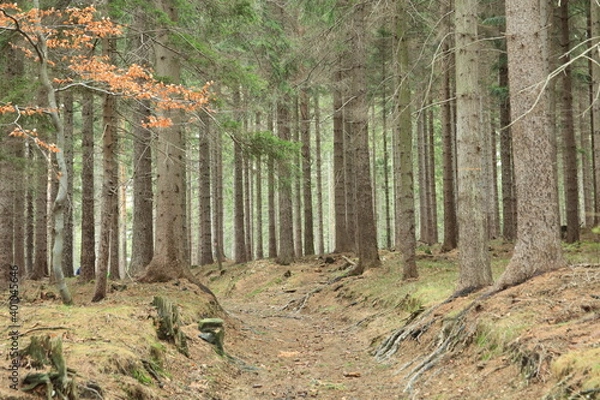 Fototapeta las droga