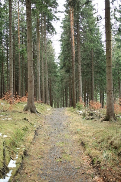 Fototapeta las droga