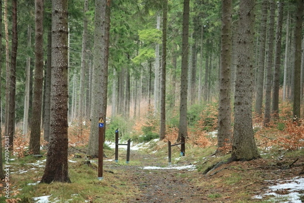 Fototapeta las droga