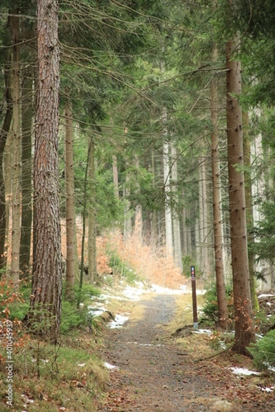 Fototapeta las droga 