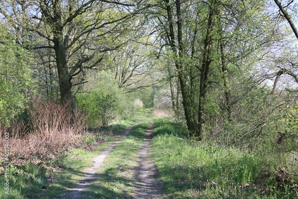 Fototapeta droga w lesie